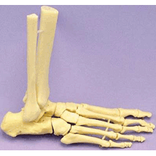 Ankle Joint Movable | MidMeds